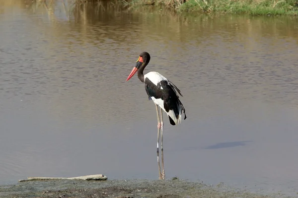 Cegonha (Ephippiorbynchus senegalensis) ) — Fotografia de Stock