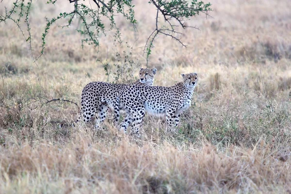 Cheetah (Acinonyx jubatus) — Fotografie, imagine de stoc