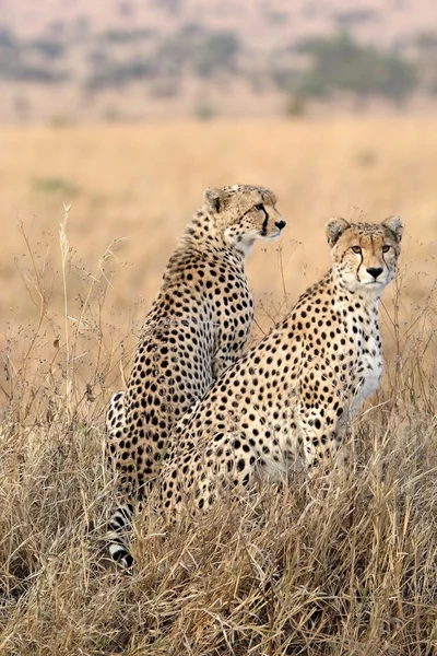 Gepard (Acinonyx jubatus) — Zdjęcie stockowe