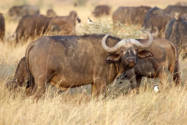 Buffalo africano (Syncerus caffer) — Foto Stock
