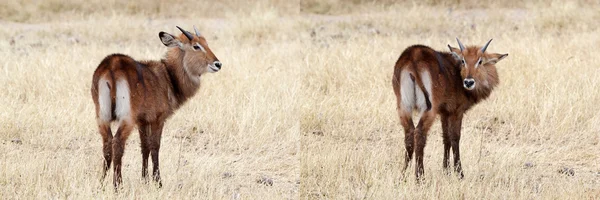 Waterbuck (Kobus ellipsiprymnus) — Stock Photo, Image