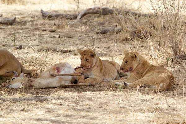 Leão africano (Panthera leo ) — Fotografia de Stock