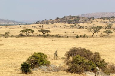 Afrika savana