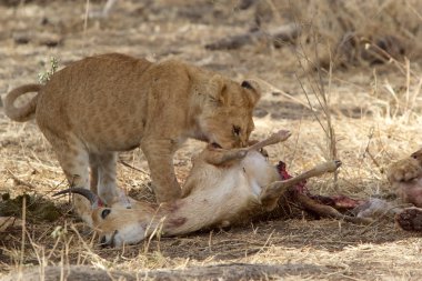 Afrika aslanı (Panthera leo)