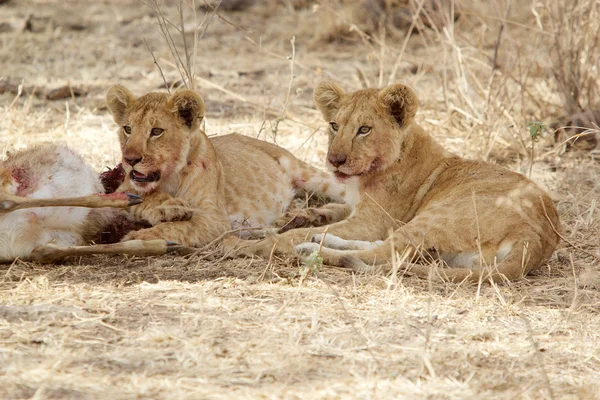 Cuccioli di leone africano (Panthera leo ) — Foto Stock