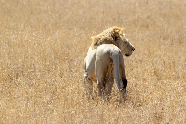 Африканский лев (Panthera leo ) — стоковое фото