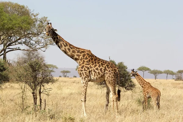 Žirafa (giraffa souhvězdí žirafy) — Stock fotografie