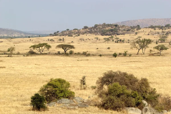 African savanna — Stock Photo, Image