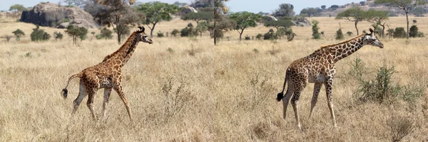 Zsiráf (giraffa camelopardalis) — Stock Fotó