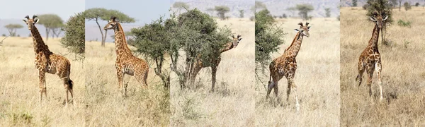 Giraffe (Giraffa camelopardalis) — Stock Photo, Image