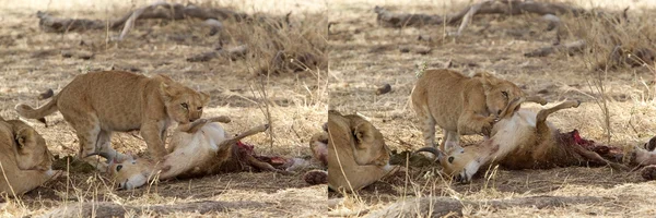 Afryki lew (Panthera leo) — Zdjęcie stockowe