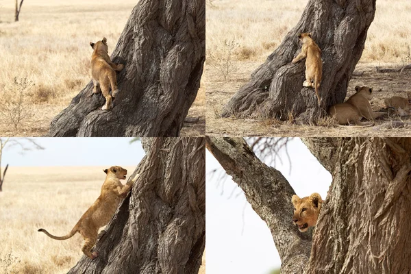 アフリカ ライオン (ライオン) — ストック写真