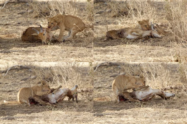 Petit lion d'Afrique (Panthera leo ) — Photo