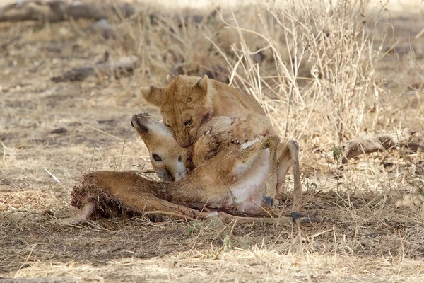 Młody lew (panthera leo) jest polowanie — Zdjęcie stockowe