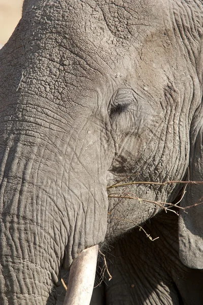 African elephant (Loxodonta africana) — Stock Photo, Image