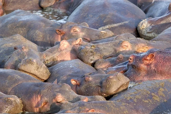 Flodhästar (hippopotamus amphibius) — Stockfoto