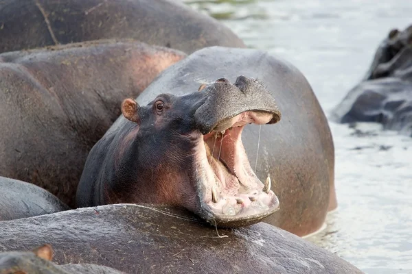 河马 (河马 amphibius) — 图库照片