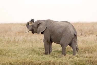 Afrika Fili (Loxodonta africana)