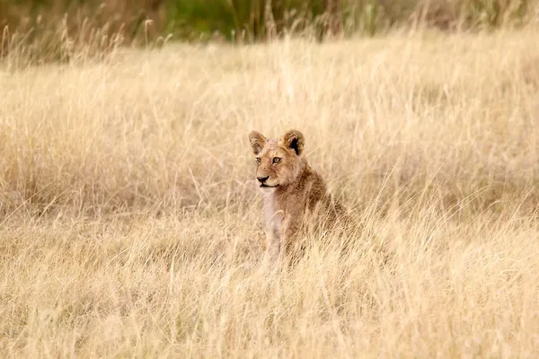 非洲狮 (非洲狮) — 图库照片