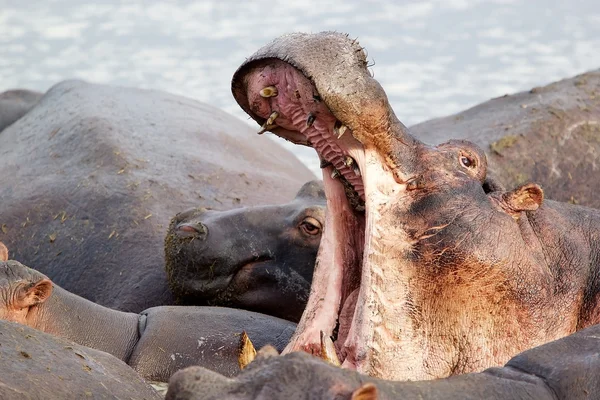 Hippo (Hippopotamus amphibius) — Stockfoto