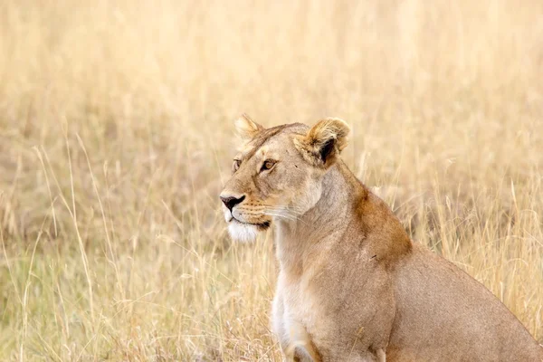 Lionne africaine (Panthera leo) — Photo