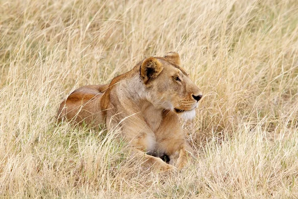 非洲母狮(Panthera leo)) — 图库照片