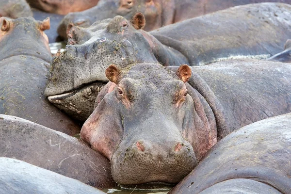 Hippo (Hippopotamus amphibius) — Stock Photo, Image