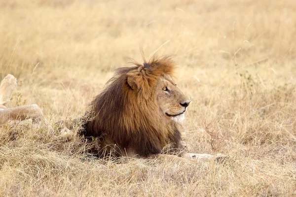 Leone africano (Panthera leo ) — Foto Stock