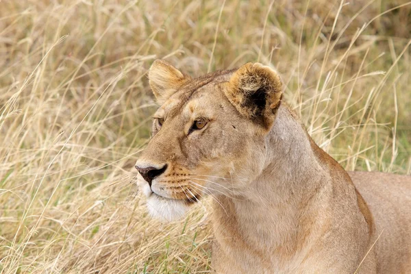 Leona africana (Panthera leo ) — Foto de Stock