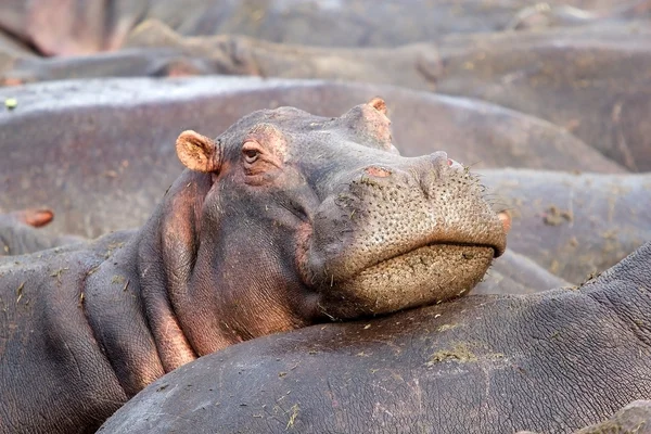 Hippo (Hippopotamus amphibius) — Stock Photo, Image