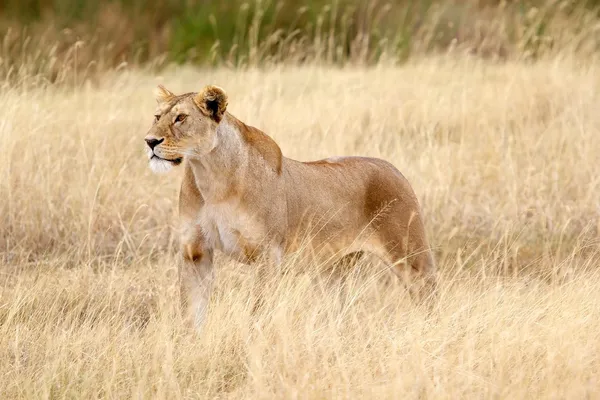 Lwica afrykańska (Panthera leo) — Zdjęcie stockowe