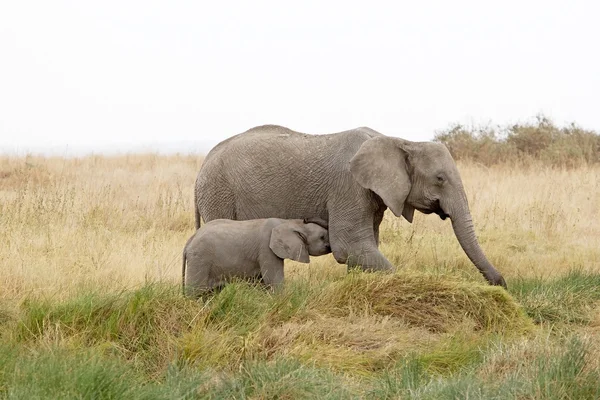 Afrika Fili (Loxodonta africana) — Stok fotoğraf