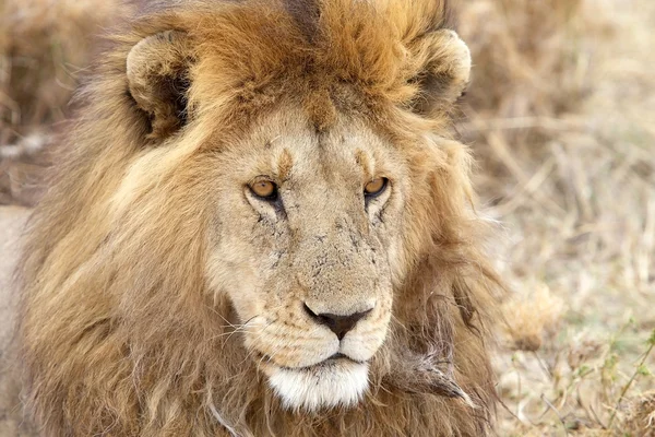 Leão africano (Panthera leo ) — Fotografia de Stock