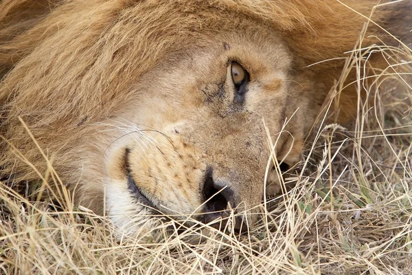 Afrikai oroszlán (Panthera leo) — Stock Fotó