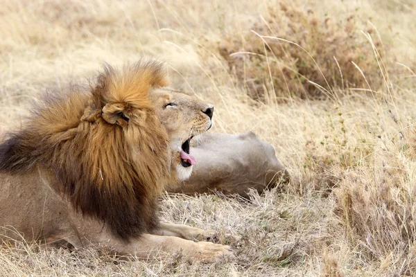 Leone africano (Panthera leo ) — Foto Stock