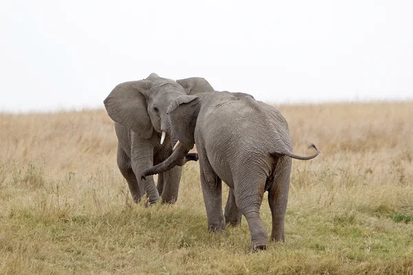 非洲象（Loxodonta africana）) — 图库照片