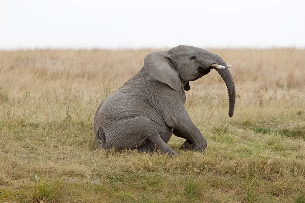 Elefante africano (Loxodonta africana) — Fotografia de Stock