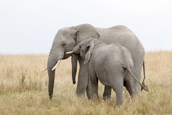 非洲象（Loxodonta africana）) — 图库照片