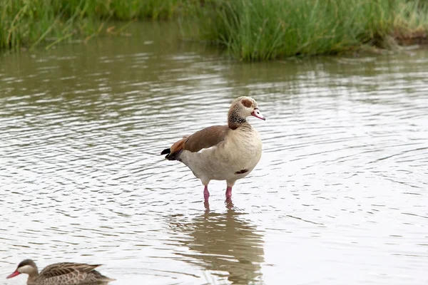 Egyptian goose (Alopochen aegyptiaca) — Stock Photo, Image