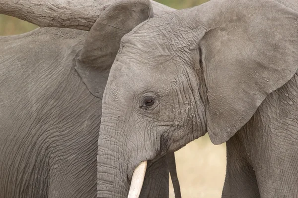 African elephant (Loxodonta africana) — Stock Photo, Image