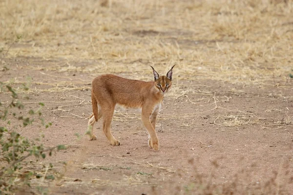 Caracal (caracal Felis) — Fotografia de Stock