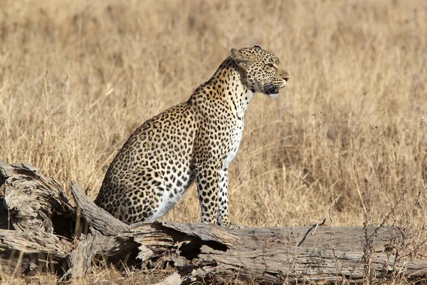 Leopardo (Panthera leo ) — Foto Stock