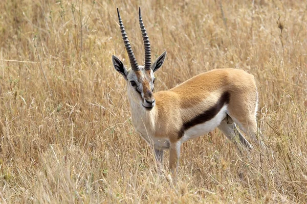 Thomsons gasell (Gazella thomsonii) — Stockfoto