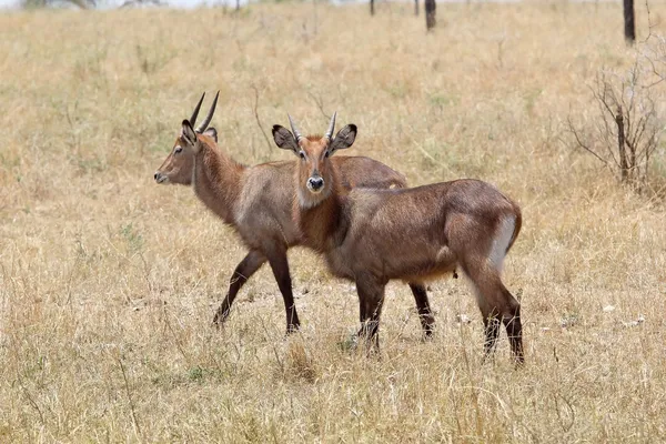 Balde de água (Kobus ellipsiprymnus ) — Fotografia de Stock