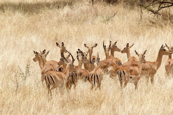 Impala (aepyceros melampus) — Fotografia de Stock