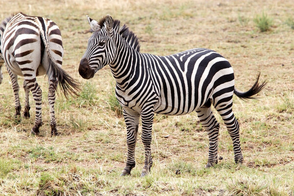 Zebra (Equus burchellii) in the african savanna