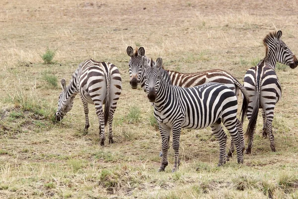 Zebra (Equus burchellii) — Stock fotografie