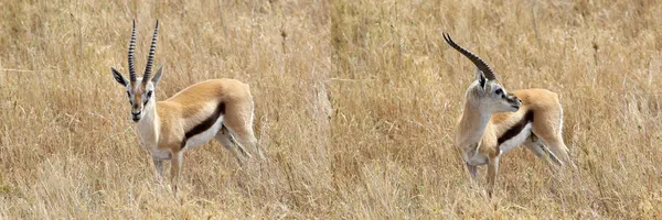 Thomsons Gazelle (gazella thomsonii)) — Stockfoto