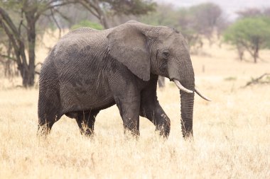 Afrika Fili (Loxodonta africana)