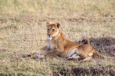 Afrikalı dişi aslan (Panthera leo)